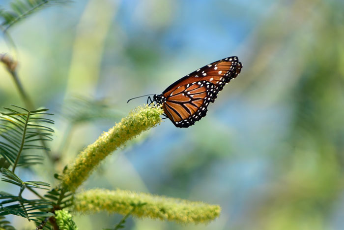 Velvet Mesquite has showy fragrant flowers, the flowers and the plants may be visited or used by butterflies, moths, flies, honeybees, native bees and other insects in search of nectar, food or shelter and protection. In photo is a Viceroy Butterfly, Limenitis archippus. Prosopis velutina